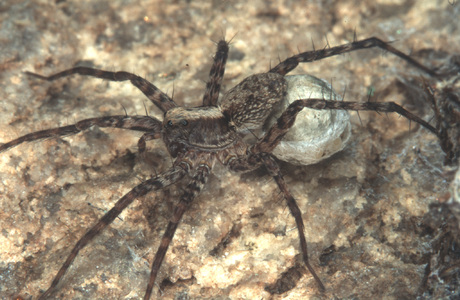 Traurige Wolfspinne (Pardosa lugubris) - © Christian Komposch